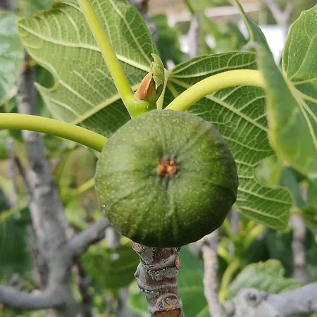 Orania, Heaven In Mykonos Agios Sostis (Mykonos)